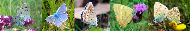 Butterflies France