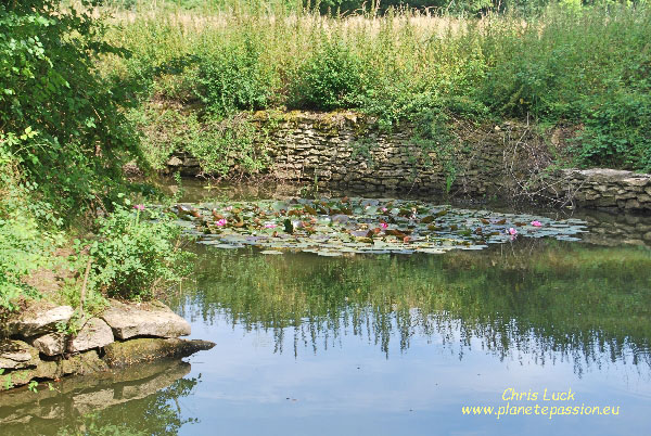 Communal-village-pond-in-France