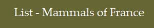 mammals