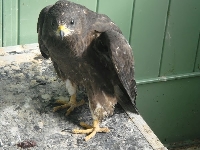 Honey-Buzzard-in-France