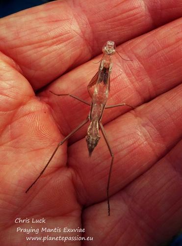 Praying-mantis-exuviae-France