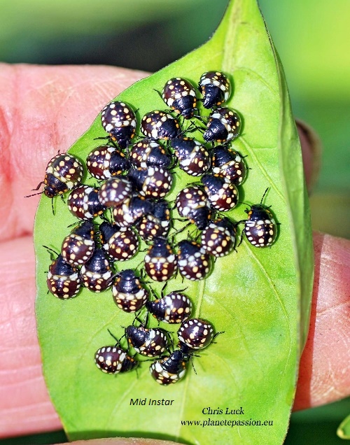 Baby Shield Bugs On Honeysuckle, Spectacular patterns on th…