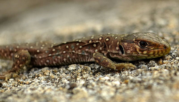 Baby-ocellated-lizard-Lezard_ocelle_juvenile