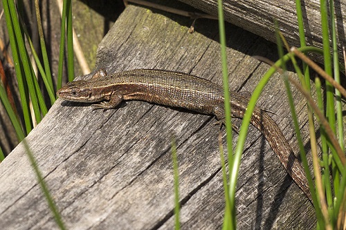 viviparous-lizard-in-france