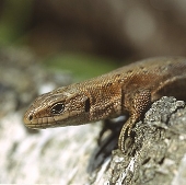 Lezard-vivipare-france