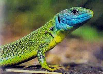 http://www.planetepassion.eu/LIZARDS-IN-FRANCE/Green_lizard_male.jpg