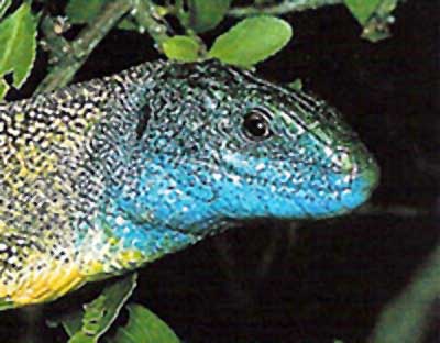 Green-lizard-male-france-sml