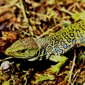 Lezard-ocelle-france