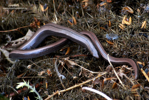 Super-slow-worm-under-the-carpet-France