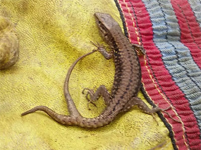 Wall-lizard-with-two-tails-France