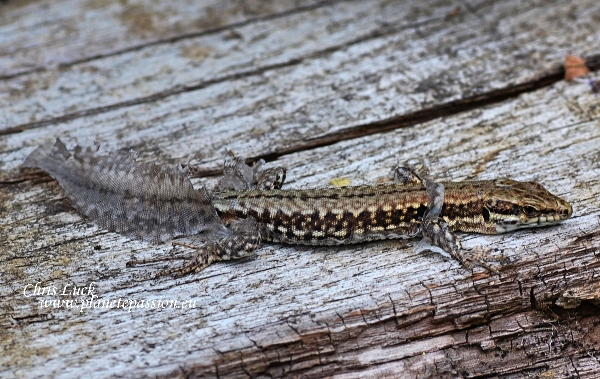 Skin-molt-wall-lizard-france