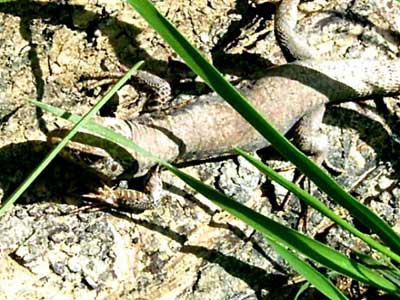 Photo.Young.green.lizard.France