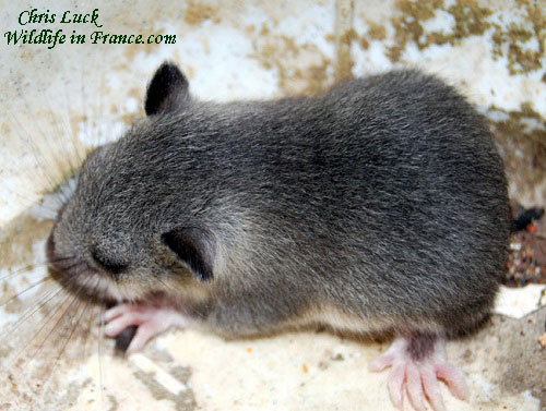 Fatty-or-Edible-Dormouse-in-France