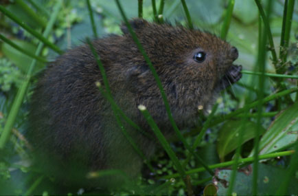 Water-vole-Mole-rat-France