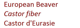 French-beaver-and-conservation-