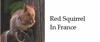 Red-squirrel-in-France