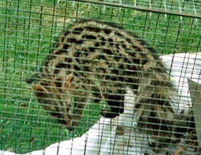 Photo, above Genet caught in cage trap then released.France