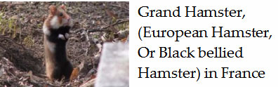 The-rare-Common-or-black-bellied-hamster-france