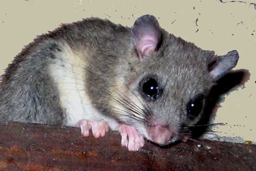 Glis-glis-Edible-dormouse-in-france