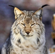 Eurasian-lynx-France