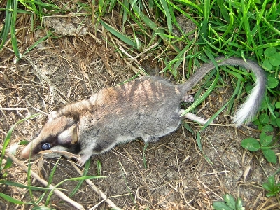 Garden-dormouse-France