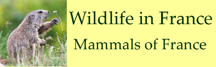 About-the-wild-mammals-of-France