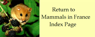 French-mammals-species-index