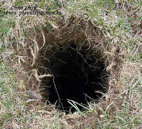 Marmot-tunnel-entrance-hole-in-France