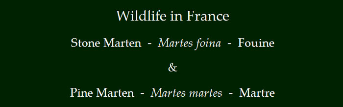 Martre-and-Foune-in-france