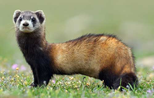 european polecat ferret