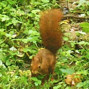 Ecureuil-roux-red-squirrel-france