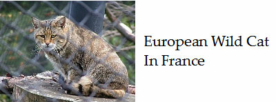 About-the French-wild-cat