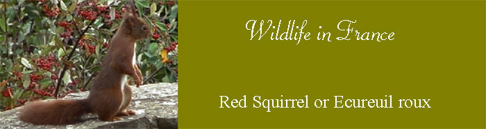 French-red-squirrels