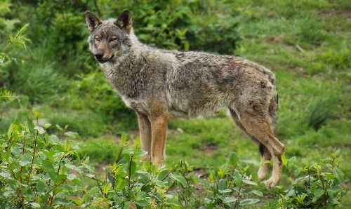 Loup-Massif-France