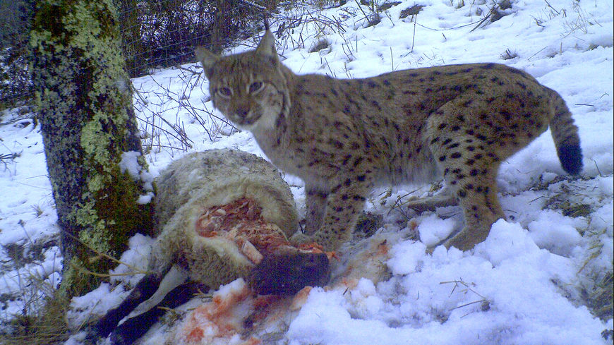 Lynx-in-France-with-sheep