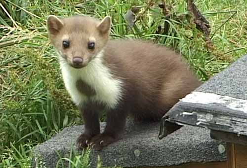 Stone-marten-Martes-foina.Fouine-France.