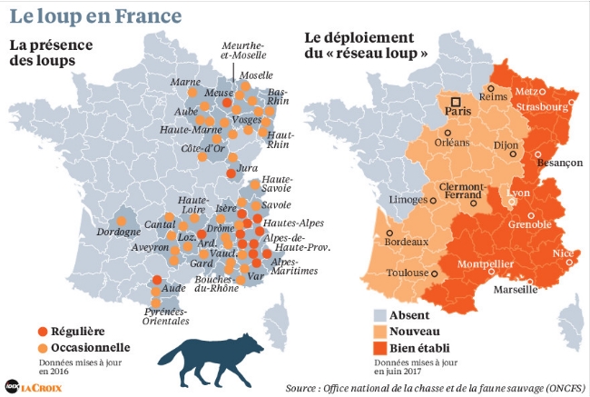 About the Wolf in France