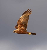 About the Marsh Harrier in France