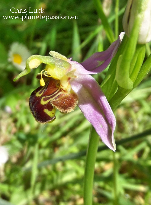 French-bee-orchid