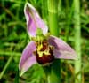 Photo.Bee-orchid.ophrys-apifera.Ophrys-abeille..France