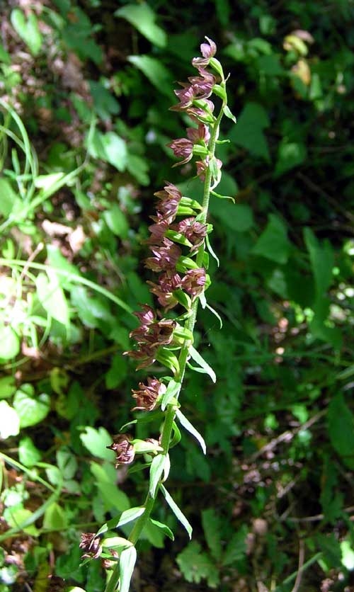 Broad-leaved-helleborine-in-south-west-france