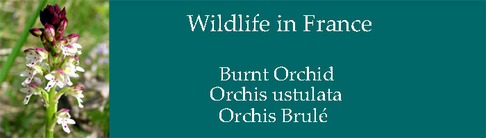 Orchis-ustulata-wildlife-france