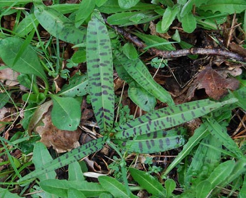 Photo_Common-spotted-orchid-leaves_France.jpg