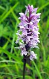 Photo.Common-spotted-orchid.Dactylorhiza-fuchsii.Orchis-de-Fuchs.France