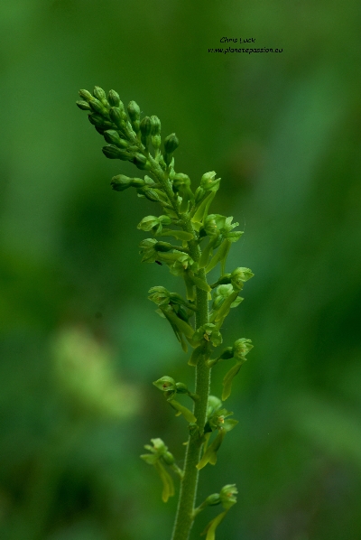 Common-twayblade-orchids-of-france
