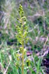 Photo.Common-twayblade.Listera-ovata.Grand-listère.France