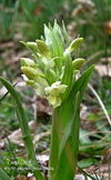 Elder-flowered-orchid-France