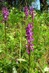 Photo.Early-purple-orchid.Orchis-mascula.Orchis-mâle.France