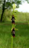 Photo.Fly orchid.Ophrys insectifera.Ophrys mouche.France