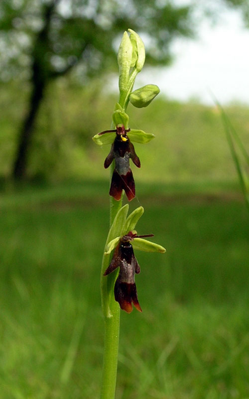 Fly.orchid.Ophrys.insectifera.Ophrys.mouche.France